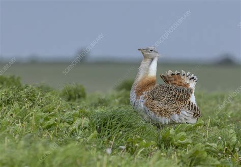 Male great bustard beginning to display - Stock Image - C056/9255 - Science Photo Library