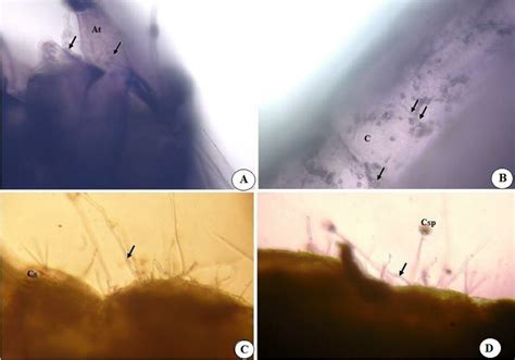 Anopheles gambiae larvae infected by Metarhizium anisopliae formulated...