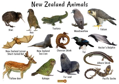 New Zealand Animals List, Conservation, Pictures | New zealand wildlife ...