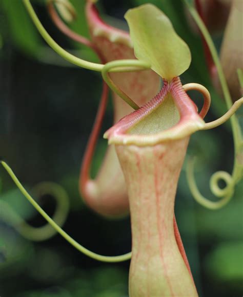 Pitcher Plant