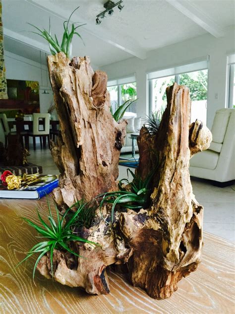 Driftwood Arrangement With Air Plants | Etsy | Air plants, Unique holiday gifts, Arrangement