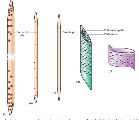 Xylem Structure Bioninja