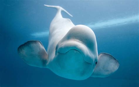 Beluga Whale - Beluga Whales Wallpaper (40175242) - Fanpop