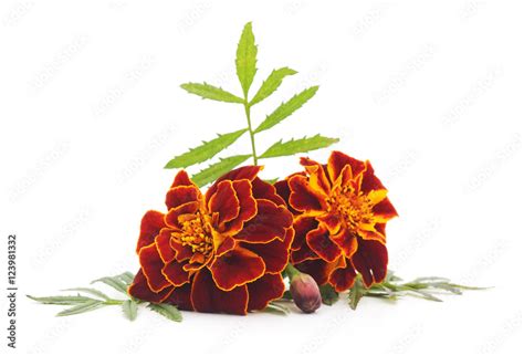 Bouquet of marigolds. Stock Photo | Adobe Stock