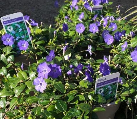 Vinca minor - Woodfields Nursery