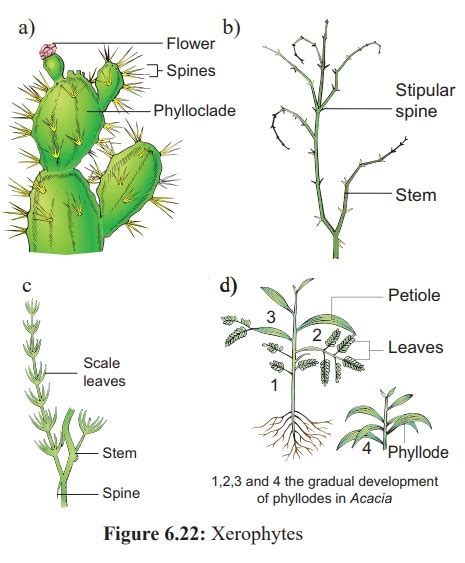 Examples Of Xerophytes Plants