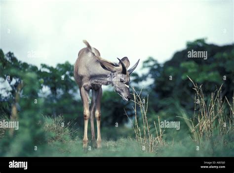 Antelope Greater Kudu Stock Photo - Alamy