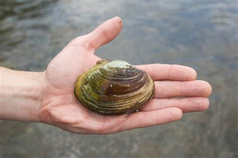 Free picture; freshwater, mussel, genus, lampsilis