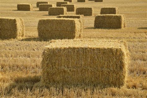 Bales of straw stock photo. Image of meadow, golden, haystack - 33162712