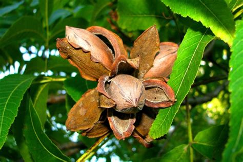 When Do Pecan Trees Bloom? » All the Top Facts