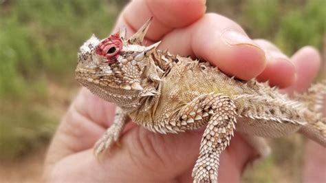 What is a horned frog? TCU's mascot explained. | wfaa.com