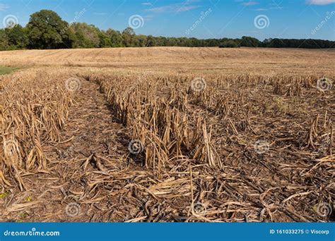 Millet or Sorghum Field after Harvest Stock Image - Image of cultivation, maize: 161033275