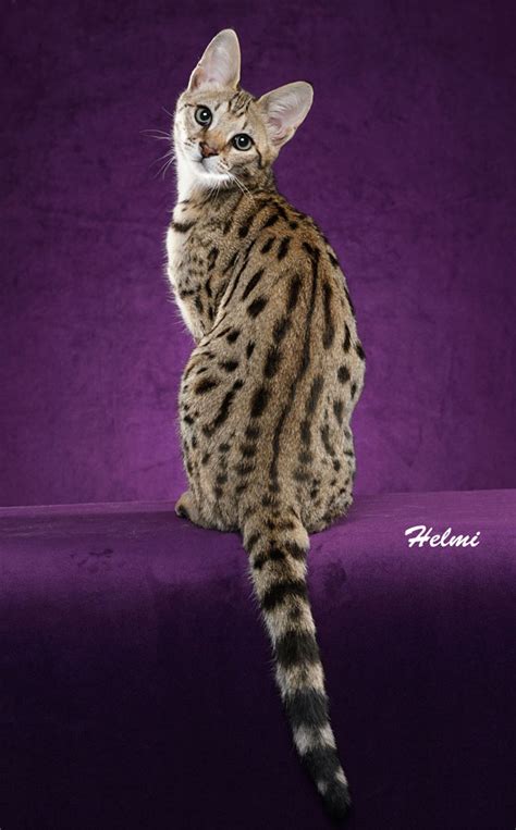 Savannah Cat Breed Information :: Urban Safari Cattery