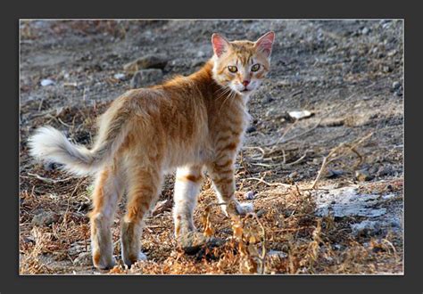 Corsican Wild Cat. Descendant of feral domestic cats that naturalized into the ecosystem ...