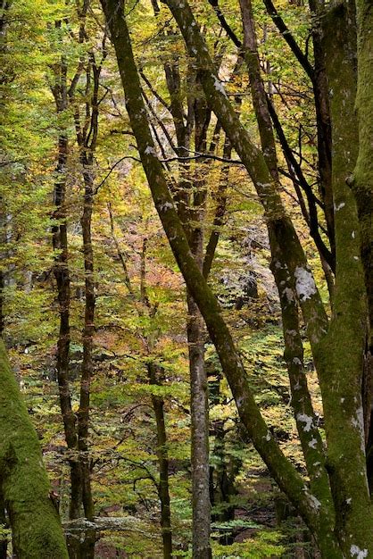 Premium Photo | Detail of a beech tree forest in autumn foliage