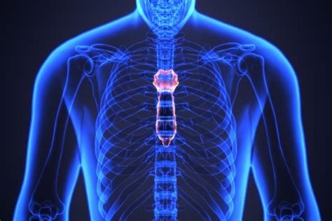 Sternum: Anatomy, Function, and Treatment