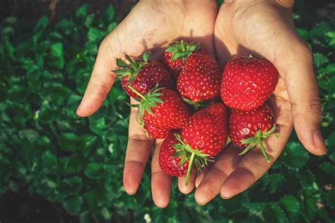 Complete Guide to Growing Strawberries in Grow Bags