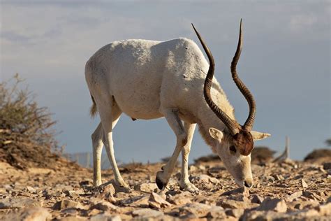 10 Amazing African Horned Animals In The World - Red Rock Scenic By Way