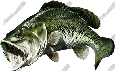 Largemouth Bass 3 2 - Aurora Graphics