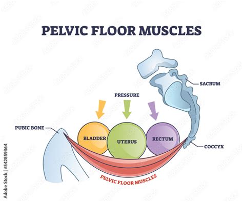 Obraz Pelvic floor muscles anatomy with hip muscular body parts outline diagram. Labeled ...