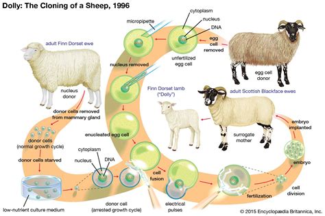 Ian Wilmut - Cloning, Genetics, Biologist | Britannica