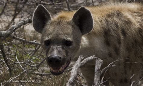 A Matter of Perspective: Wild Dog Pack vs. Hyena – WildEarth