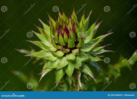 Shallow Focus of Creeping Thistle Flower in a Blurred Green Background Stock Image - Image of ...