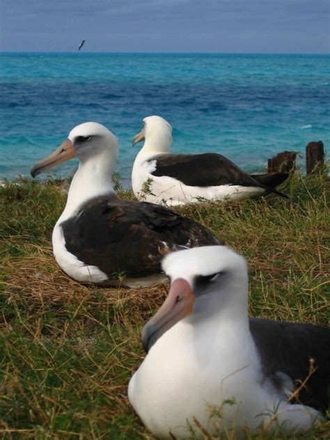 Free picture: laysan, albatross, chick, bird