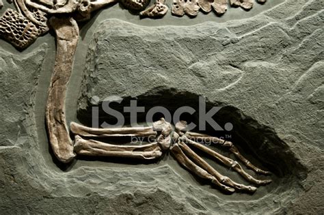 Ancient Crocodile Fossil Stock Photo | Royalty-Free | FreeImages