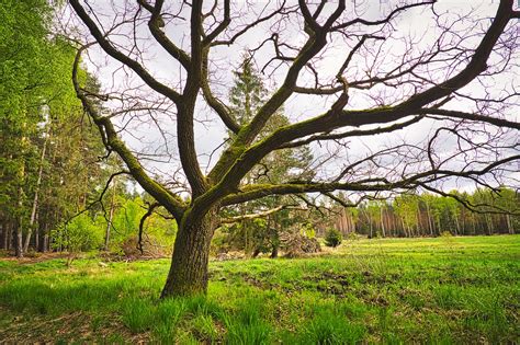 Download free photo of Moor, marsh, swamp, landscape, moorland - from ...