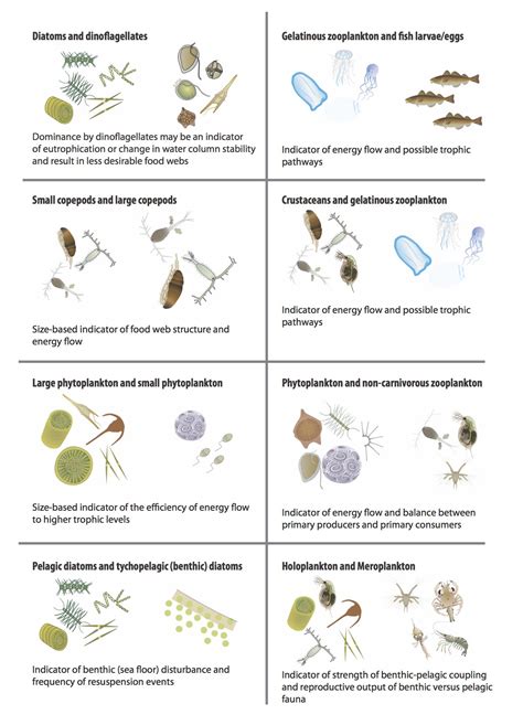 Zooplankton Definition Examples And Types Biology