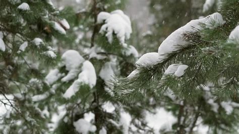 Snow Falling On Pine Trees - Stock Video | Motion Array