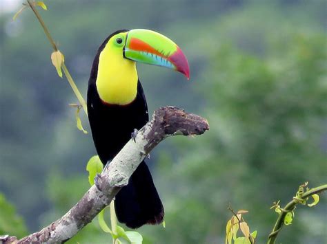 Keel Billed Toucan Beak