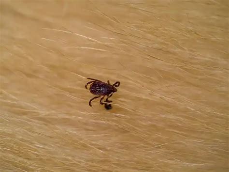 Brown Dog Tick - Facts, Size, Diet, Pictures - All Animal Facts