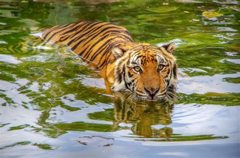 Amazing Facts about Bengal Tigers | OneKindPlanet Animal Education