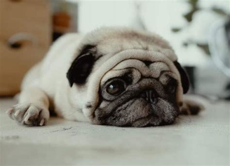 11 Most Common Pug Health Problems Explained