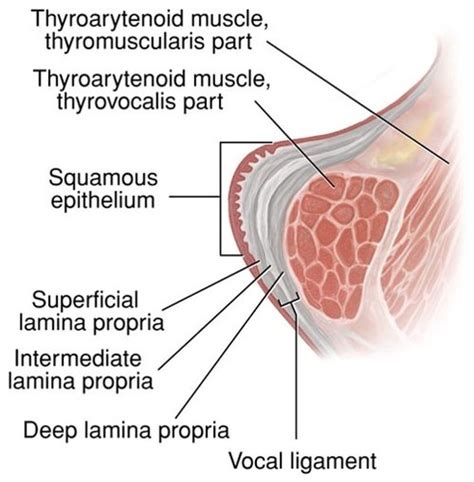 Vocal Fold Histology, & Pitch Flashcards | Quizlet