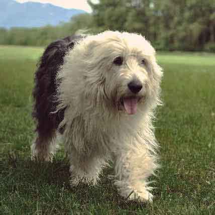 Sheepdog Breeds List