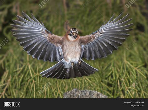 Colorful Bird Wings Spread