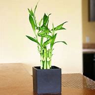 Lucky 7 Bamboo Arrangement