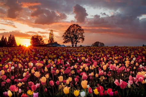 Tulips Field At Sunset Wallpapers - Wallpaper Cave