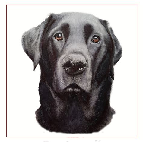 Black Labrador Drawing at PaintingValley.com | Explore collection of Black Labrador Drawing