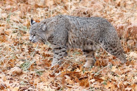 Bobcat hunting in Yosemite | Stock image | Colourbox