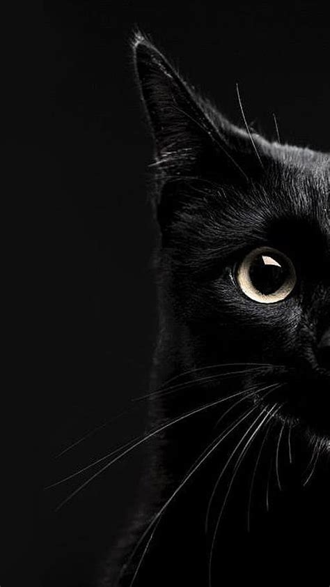 Black Cat HD phone wallpaper | Pxfuel