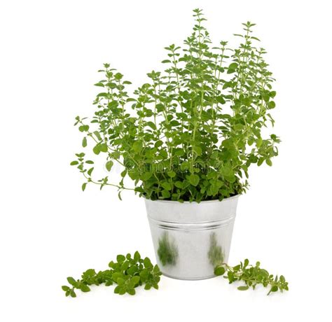 Marjoram Herb Plant stock photo. Image of background - 22122832