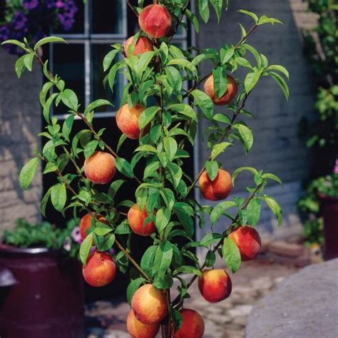 Bonanza Patio Peach Tree | Ison's Nursery & Vineyard