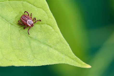 Genetic data shows mites and ticks may be close cousins - Earth.com