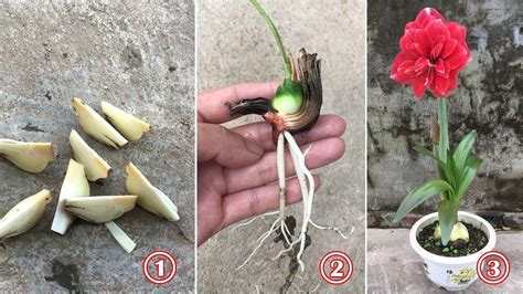 How to propagate amaryllis by root splitting method, fast and easy, 2024