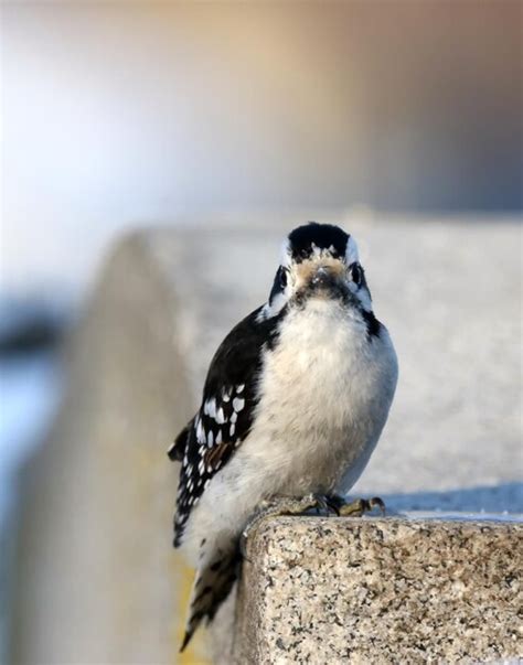 Premium Photo | Downy woodpecker