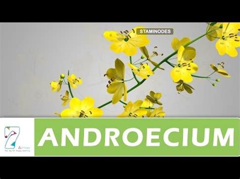 Androecium